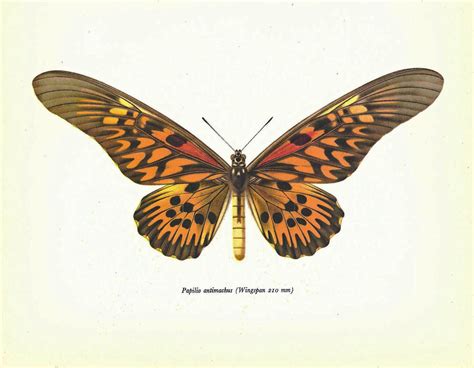 Butterfly Print Art Original 1965 Book By Naturalistcollection