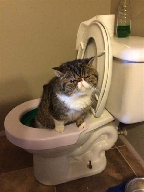 40 pictures of cats doing funny things tail and fur