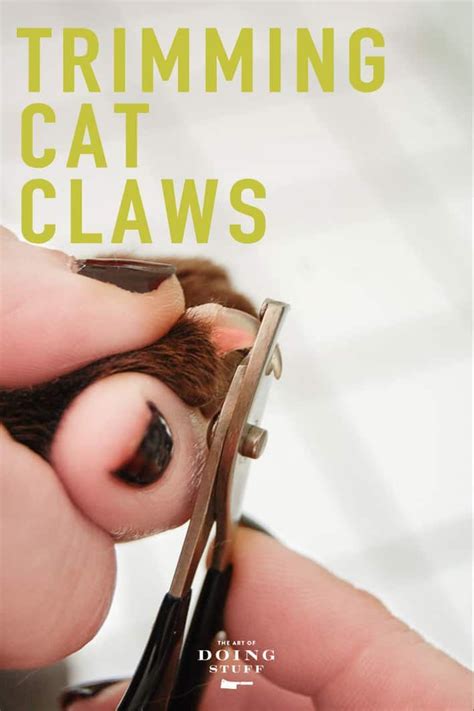Kittens Got Clawshow To Trim Your Cats Claws Cat Claws Trim Cat