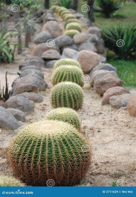 Row Of Cactus Plants Stock Image Image Of Spiny Stones 3711629