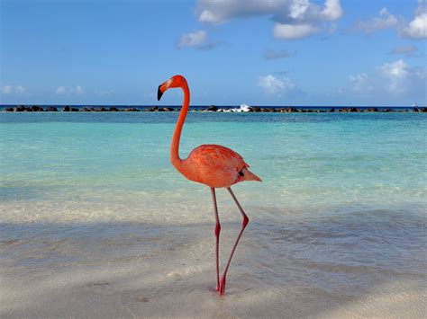 Breathtaking Flamingo Beach Aruba Everything You Need To Know Before You Go