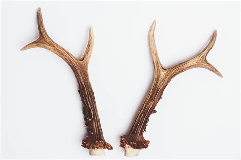 Natural Deer Antler Horns Pair Two Real Animal Horns Decor Etsy Uk