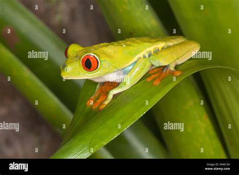 Red Eyed Tree Frog Agalychnis Callidryas On Rainforest Leaf Also