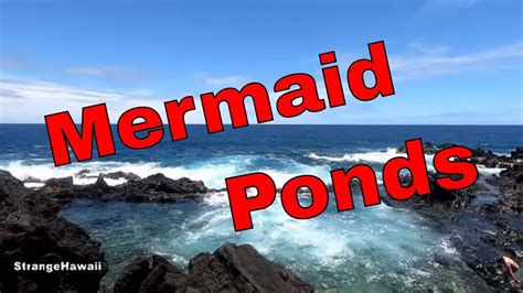 And fish types of bass. Mermaid Ponds tide pools Big Island Hawaii - YouTube