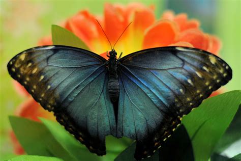 Ancient Butterflies Of Metallic Bronze And Gold Color Revealed In Study