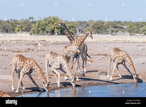 Namibian Giraffes Giraffa Camelopardalis Angolensis Drinking Water At