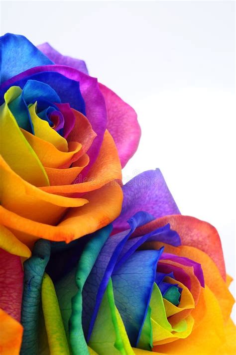 Rainbow Rose Or Happy Flower Stock Image Image Of Rose Circle 70114315
