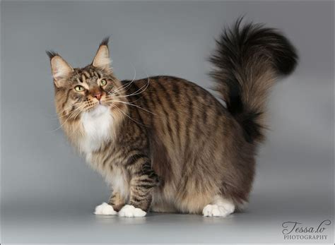7 Best Maine Coon Black Tabby Mackerel And White Images On