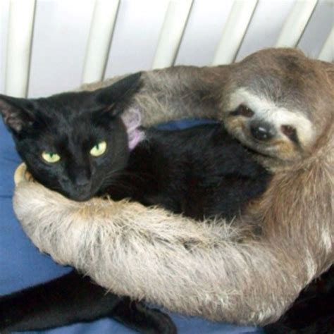 Sloth Hug Animals Pinterest