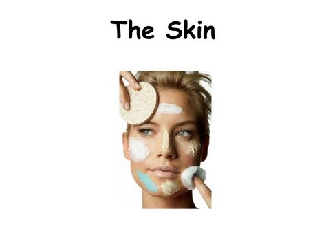 Ppt The Skin Powerpoint Presentation Free Download Id151178