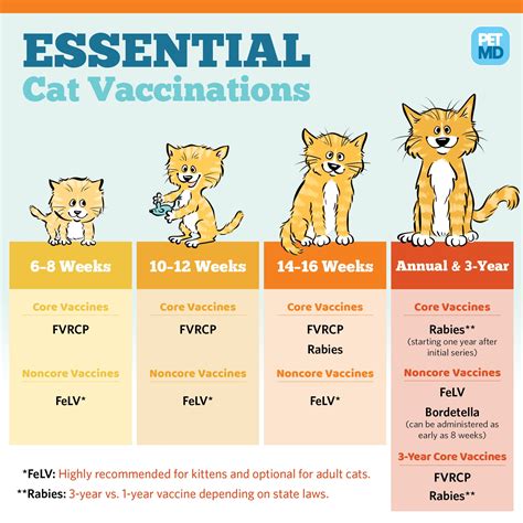 Basic Vaccine Schedule For Cats Petmd