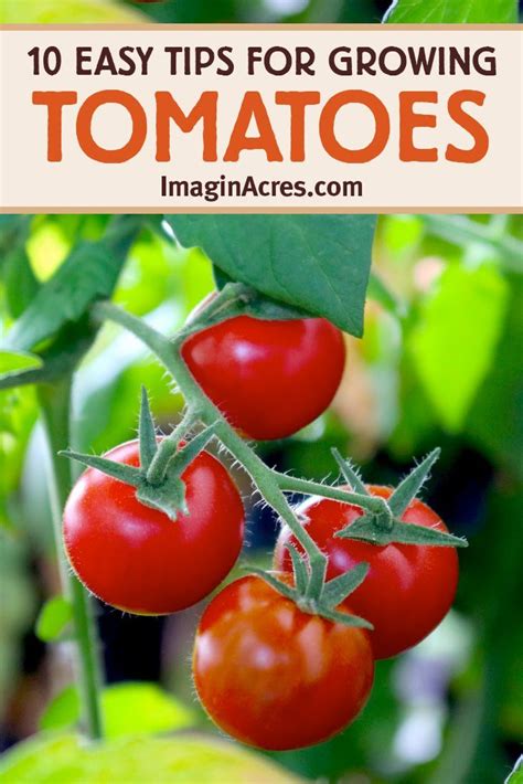 10 Easy To Understand Tomato Growing Tips Tips For Growing Tomatoes