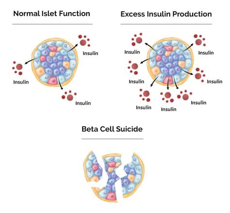 Beta Cells Insulin