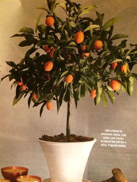 Browse our selection of dwarf apple, apricot, cherry, banana and many more trees for your. Compact Kumquat. What a fun idea for winter color. Trees ...