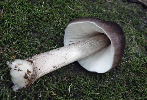 Fawn Mushroom Fawn Mushroom Pluteus Cervinus Aka Deer Flickr