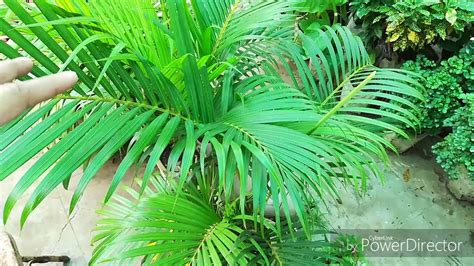 We would like to show you a description here but the site won't allow us. Care Of Areca Palm in Pot and Reasons for Yellow leaves ...