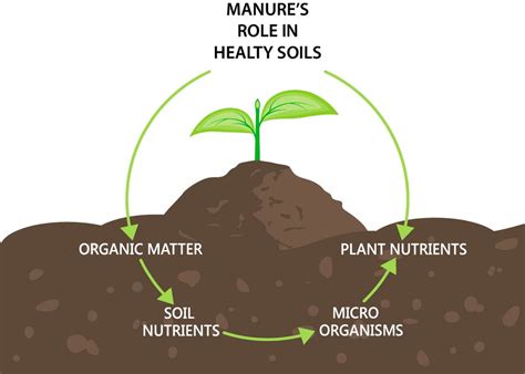Dairies Dig Into Expanding Manures Role In Healthy Soils