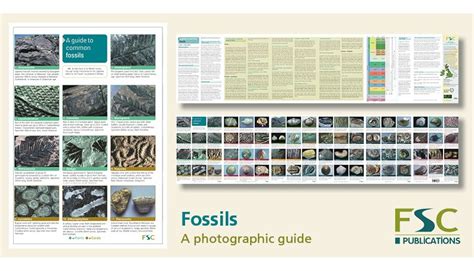 Fsc Fold Out Id Chart Fossils Identification Chart
