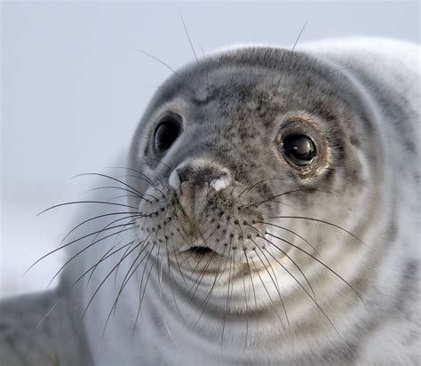 Baby Seal Victor Flickr