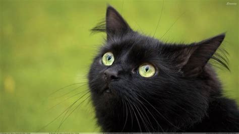 7 Ways Black Cats Bring Good Luck Around The World Thatviralfeed