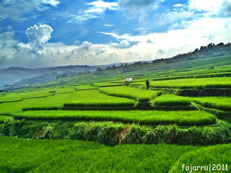 Pemandangan Sawah Yang Indah Foto Dunia Alam Semesta Indonesia