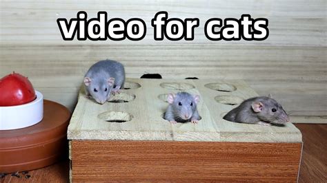 Cat Tvmice In The Jerry Mouse Hole For Cats To Watch Mice For Cats To