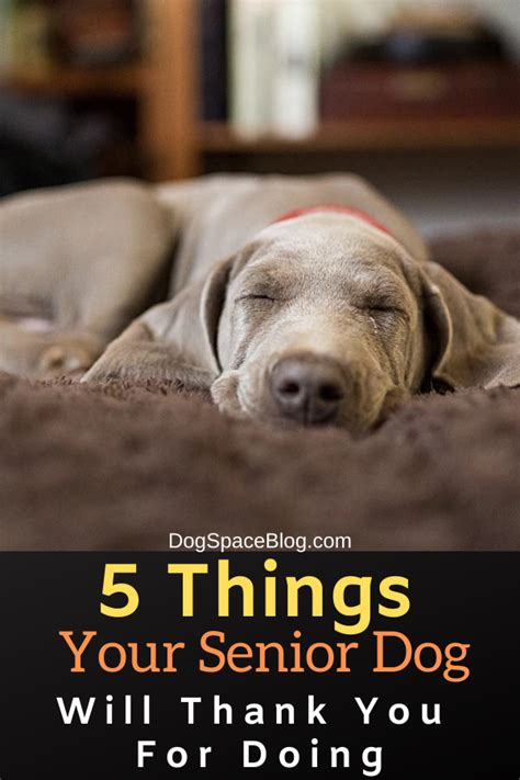 5 Things Your Senior Dog Will Thank You For Doing Dogspaceblog