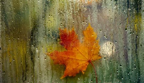 Autumn Window Leaf Rain Drops Stock Image Image Of Season Drop