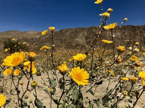 Desert Sunflower Geraea Canescens · Inaturalist United Kingdom