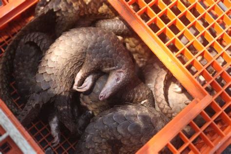China Removes Pangolins From Official List Of Traditional Chinese
