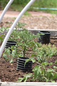 Water regularly to help maintain moisture levels while enriching the soil. How to Deep Water Tomato Plants. Vertically bury septic system perf tubing vertically between ...