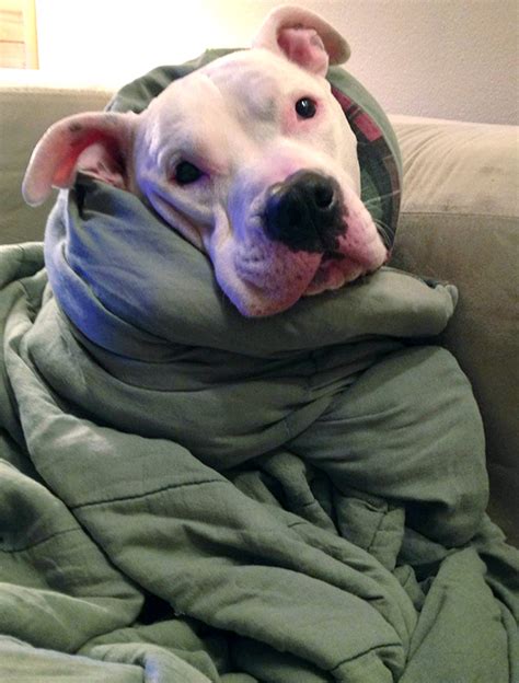 12 Dogs Wrapped Up Like Adorable Burritos The Dog People By