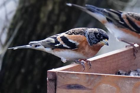 Auf den roten listen finden sich etwa der bluthänfling (carduelis cannabina) in großbritannien oder der. Bergfin