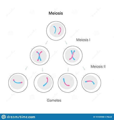 Meiosis Cell Division Stock Vector Illustration Of Development 191939988