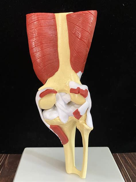 Human Knee Muscle Group Model Knee Joint Model Trochlear Joint Etsy