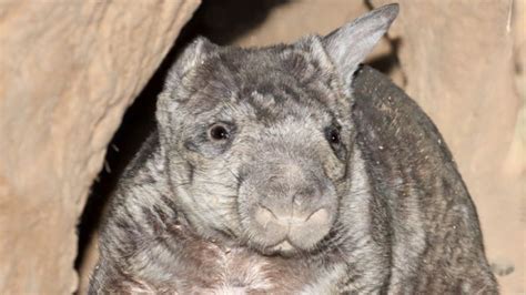 northern hairy nosed wombat wildlife preservation society of queensland