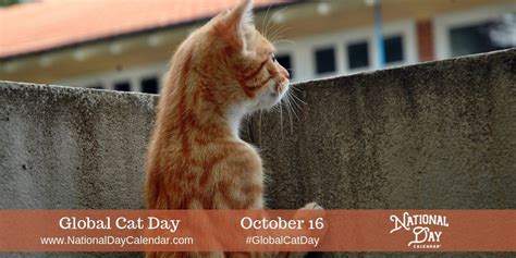 Global Cat Day October 16 Cat Day Cats Foster Cat