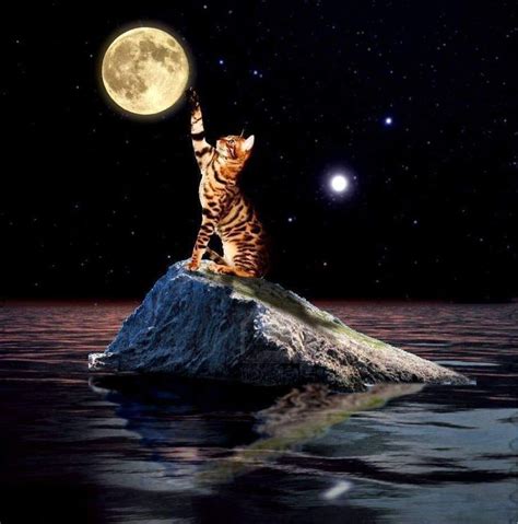 Pin By Ruthann Mccoy On Catskittens Moon Art Beautiful Moon Cat Art