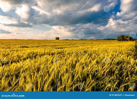 Golden Yellow Wheat Field In Warm Sunshine Under Dramatic Sky Fresh