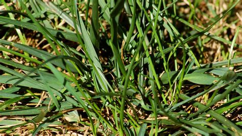 Cool Season Grass Weeds Poa Annua Rough Fescue Quackgrass Brome