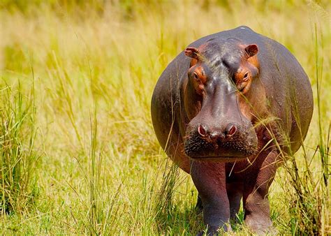 Top 5 Deadliest Animals In Africa