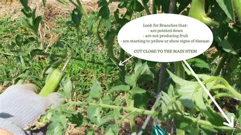 How And Why To Prune Tomato Plants Homestead How To