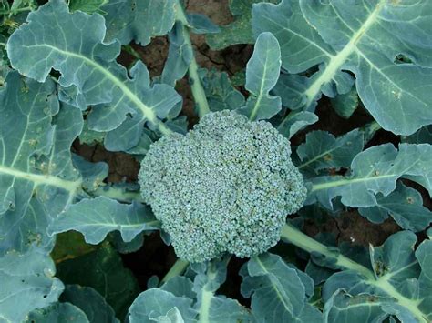 Organic Broccoli Cultivation And Growing Practices Agri Farming