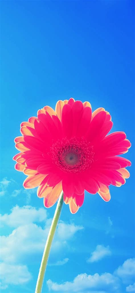 Flower Sky Blue Red Wallpapersc Iphone Xs Max
