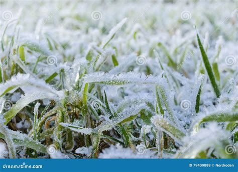 Green Grass Field Covered With Frost Stock Photo Image Of Lawn
