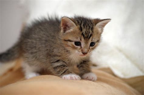 Cute Tabby Kitten Stock Photo Image Of Lovely Head 33715590