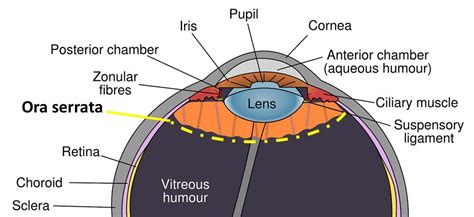 Organes De La Vision Ue10 Tête Et Cou Tutorat Associatif Toulousain