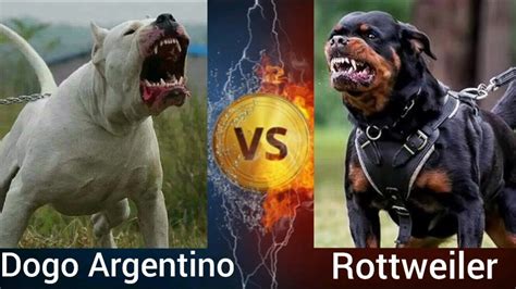Dogo Argentino Vs Rottweiler Who Is More Powerful Youtube
