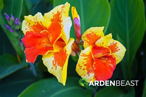 Canna Guide How To Grow And Care For Canna Lily