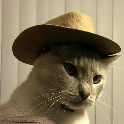 Psbattle Cowboy Hat Cat Rphotoshopbattles
